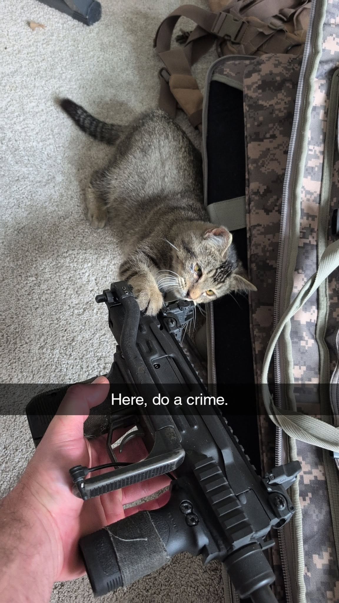 Smudge the foster kitten getting into mischief beside a camouflage bag